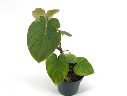 Philodendron Nangaritense x Werneri