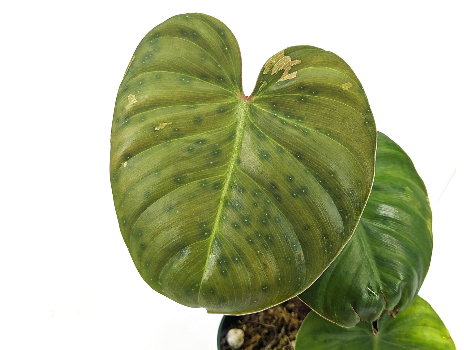 Philodendron Nangaritense x Werneri