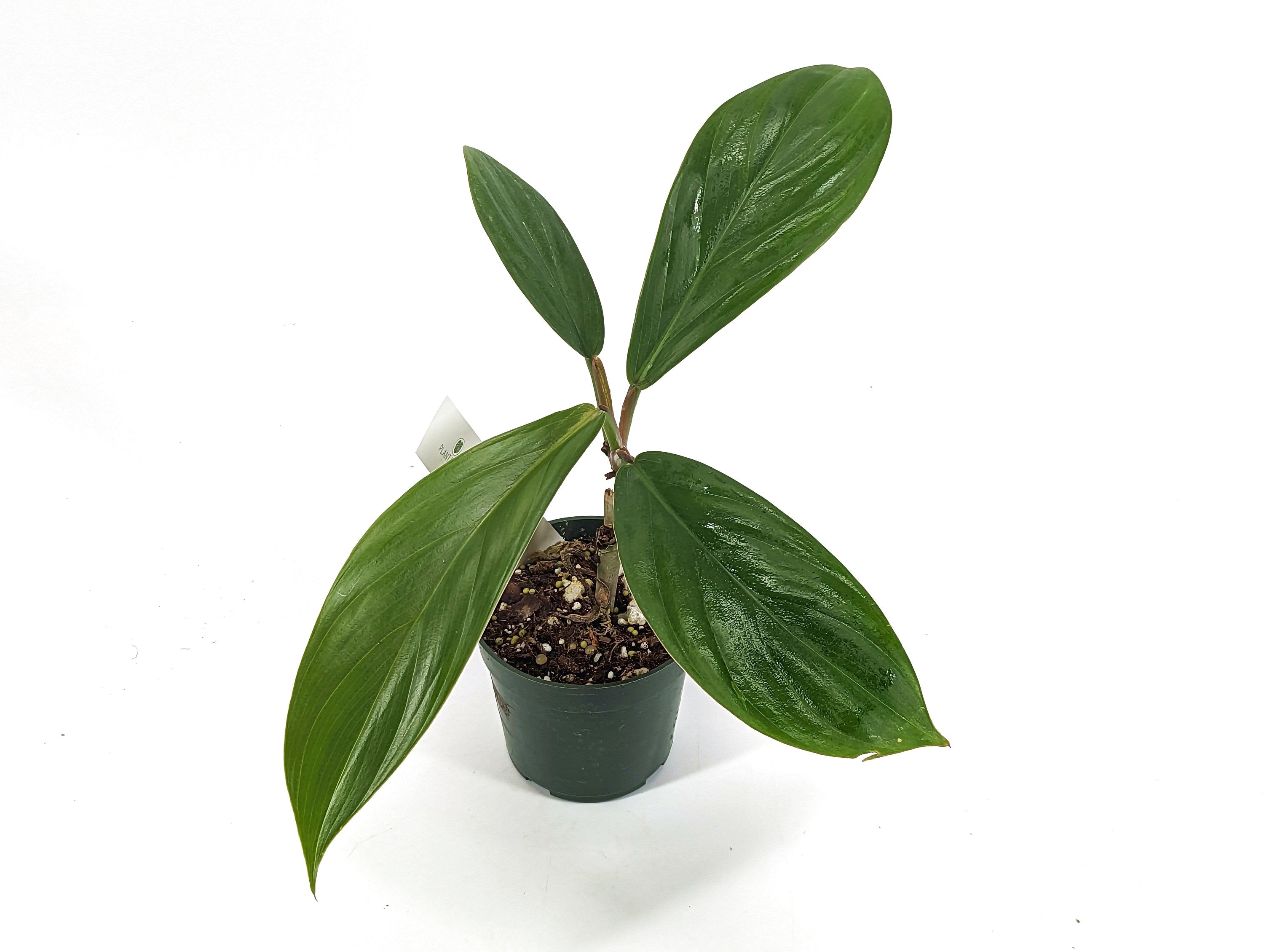 Philodendron Baudoense