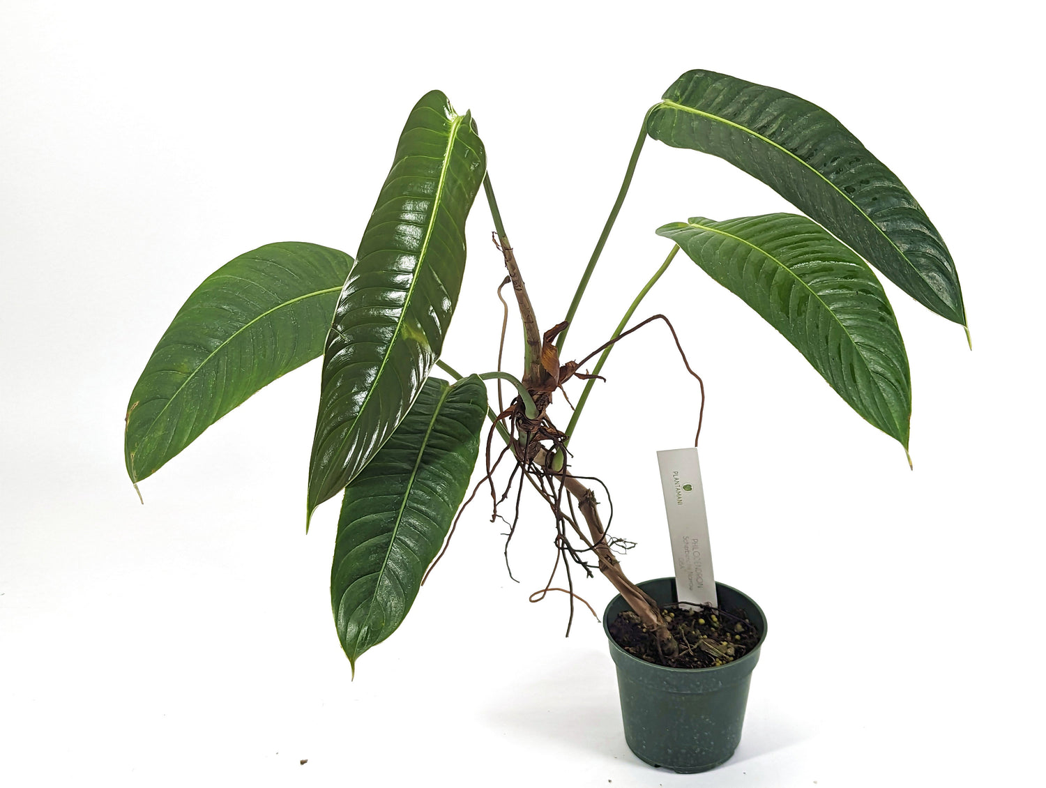 Philodendron Scherberichii Narrow