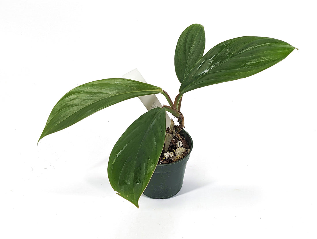 Philodendron Baudoense