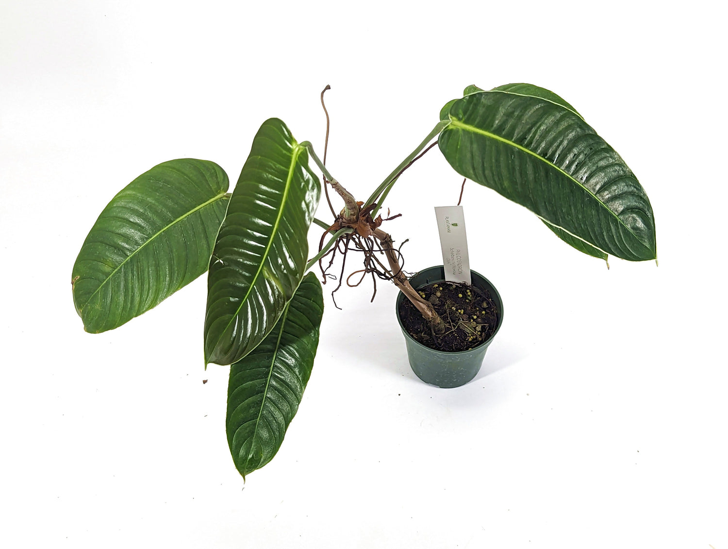 Philodendron Scherberichii Narrow