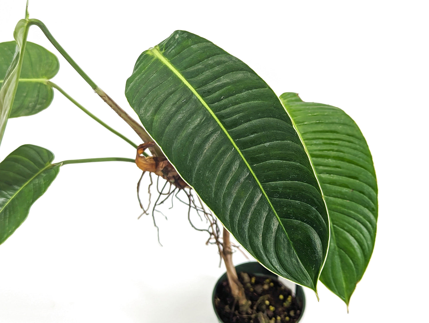 Philodendron Scherberichii Narrow