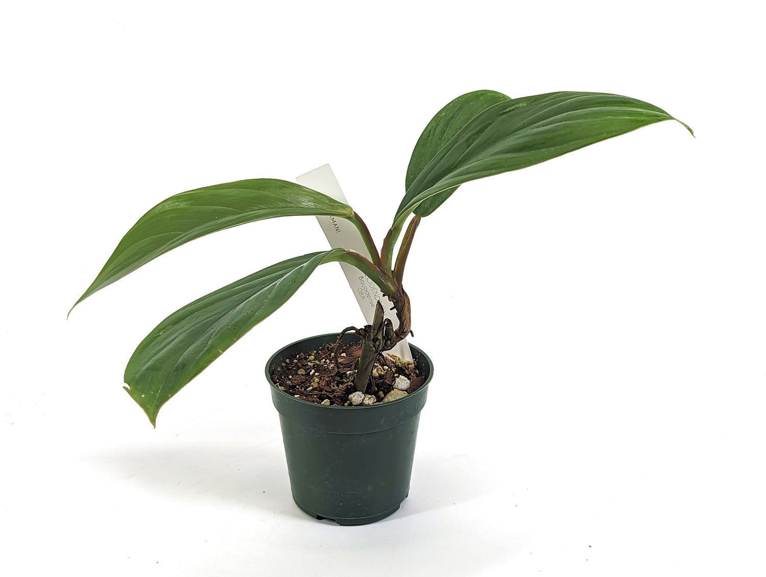 Philodendron Baudoense