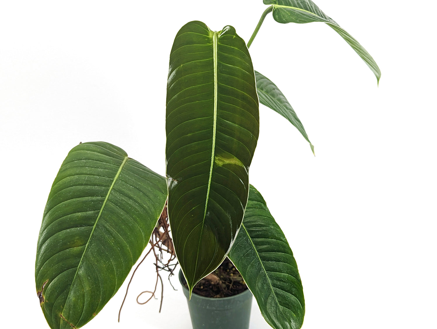 Philodendron Scherberichii Narrow