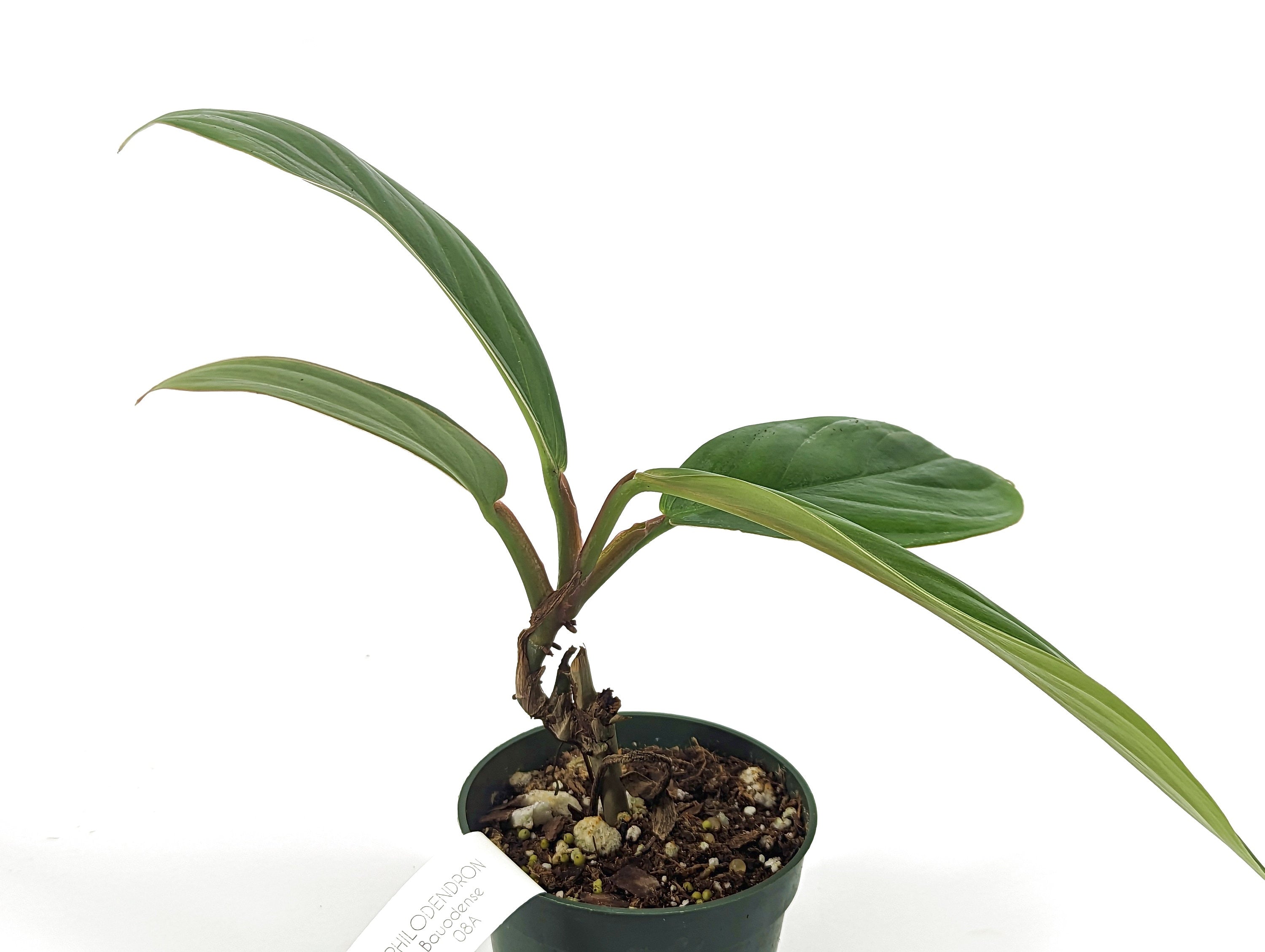 Philodendron Baudoense