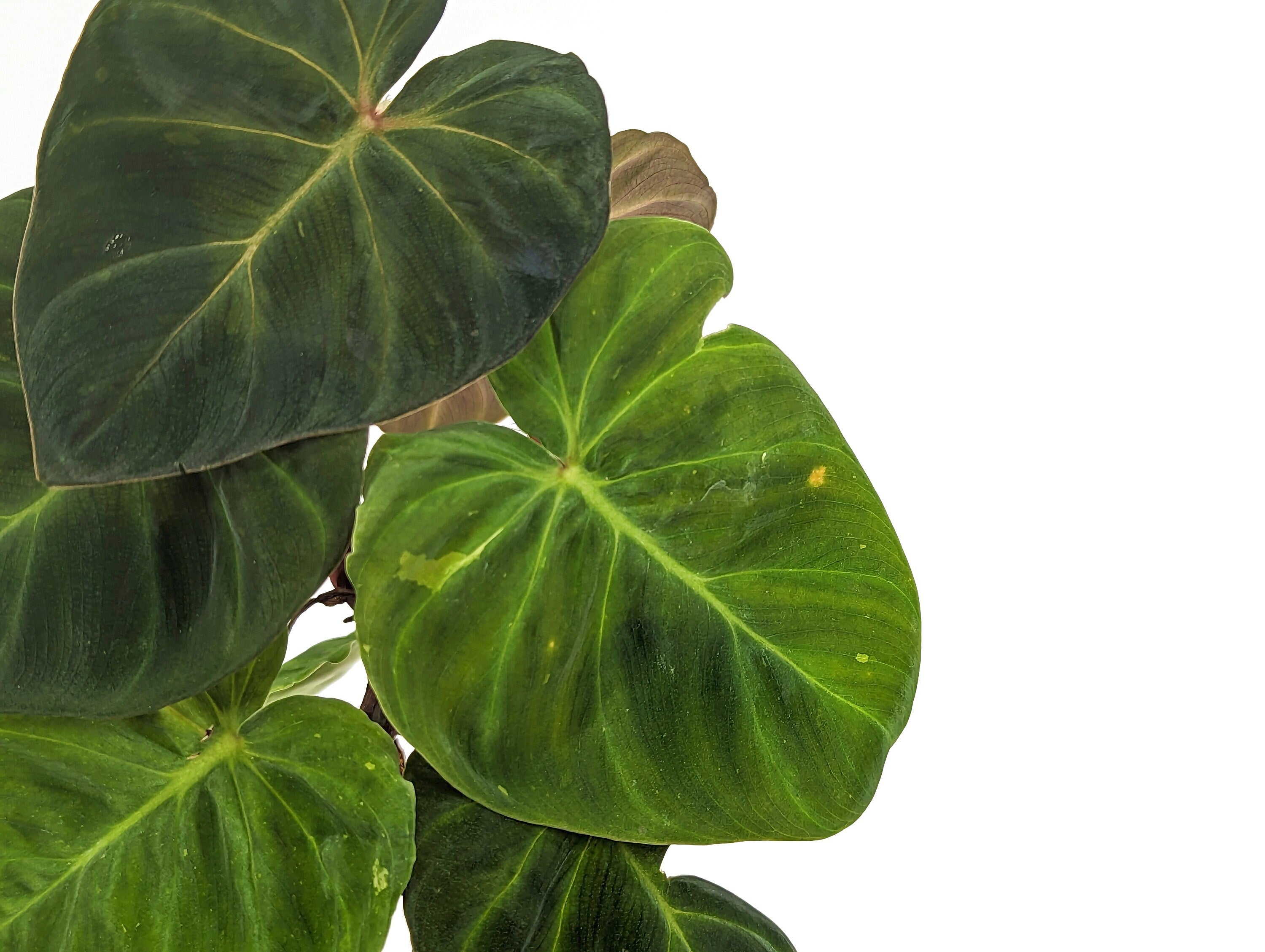 Variegated Philodendron Monkey Tail - Fibrosum x Verrucosum Hybrid Each One is One of A Kind Seed Grown - 4 inch pot