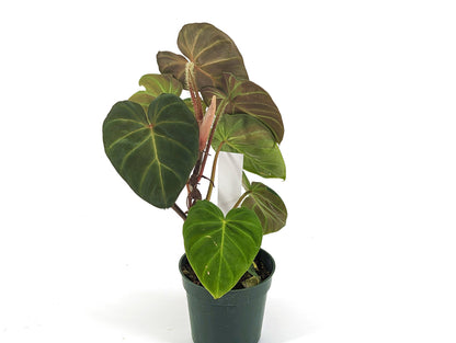 Variegated Philodendron Monkey Tail - Fibrosum x Verrucosum Hybrid Each One is One of A Kind Seed Grown - 4 inch pot