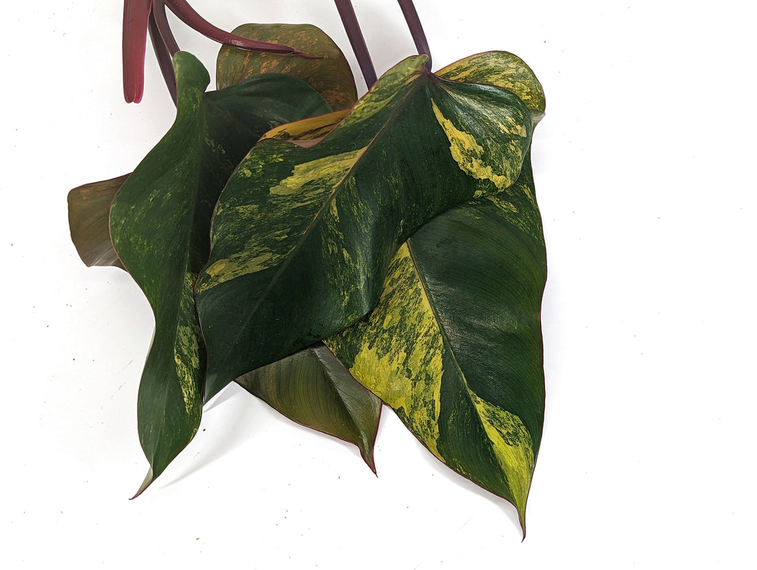 Cuttings - Strawberry Shake Philodendron High Color XL Size - Exact Pictured