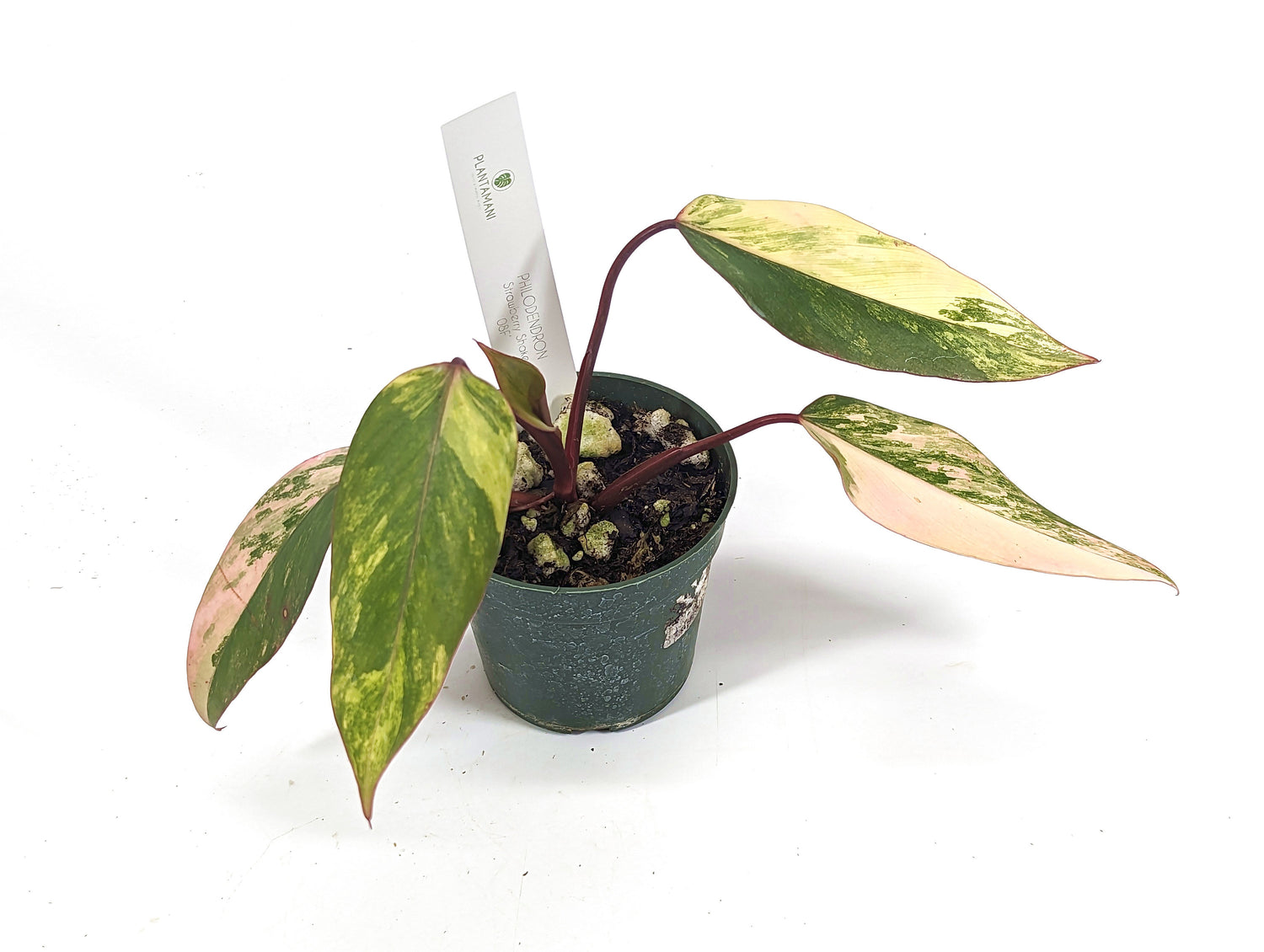 Philodendron Strawberry Shake High Color - Exact Plant Pictured