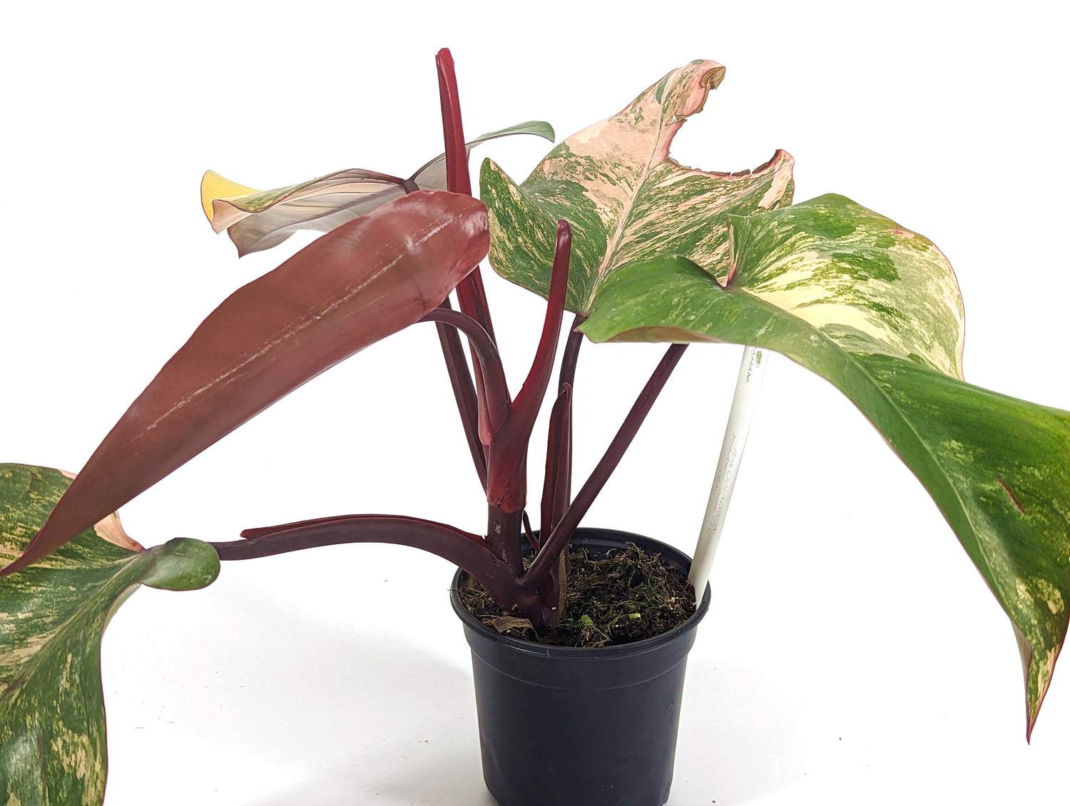 Philodendron Strawberry Shake High Color XL Size 4 inch Pot - Exact Plants Pictured