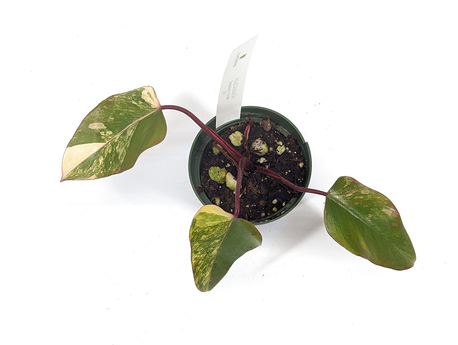 Philodendron Strawberry Shake High Color - Exact Plant Pictured