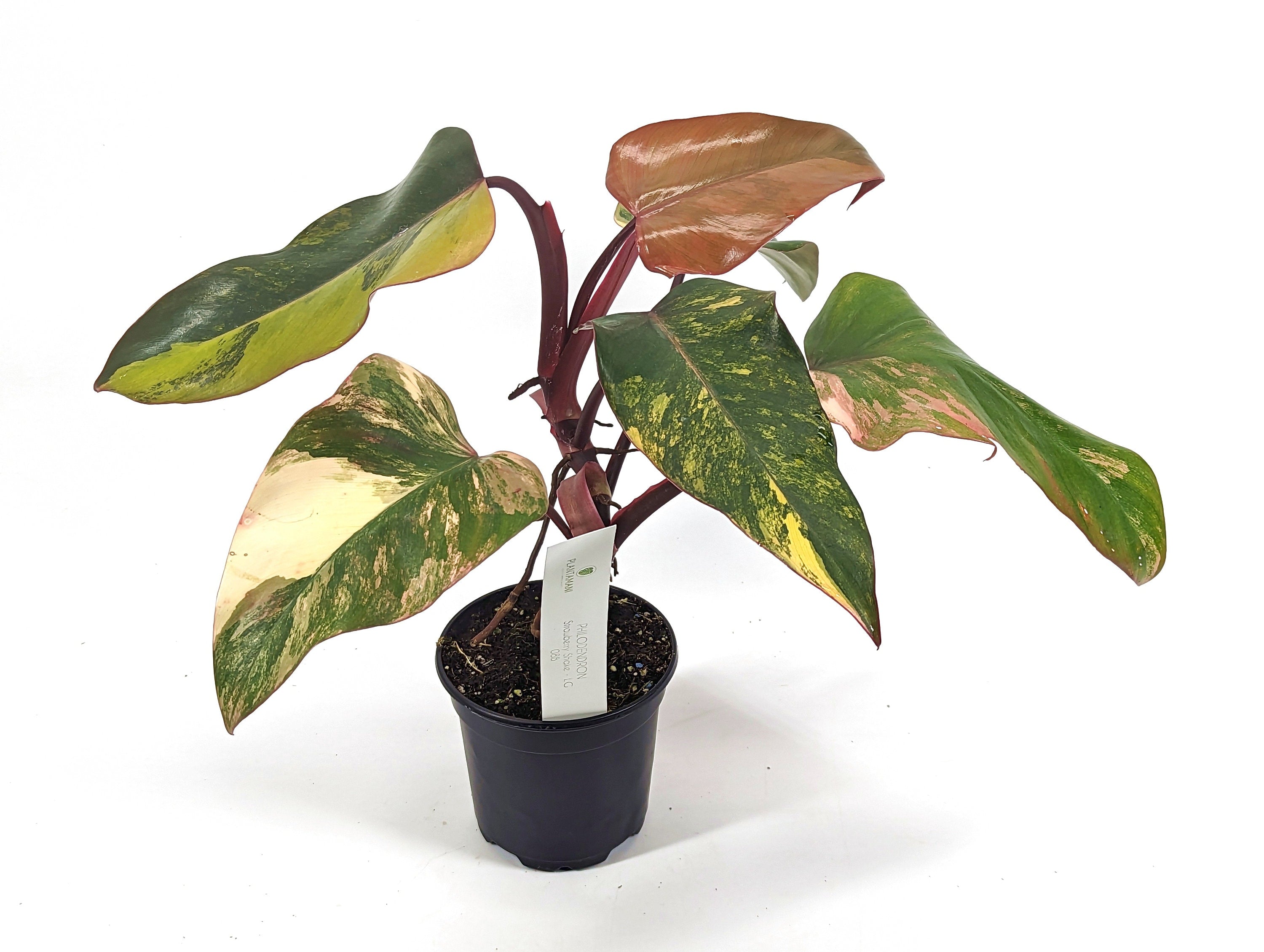 Philodendron Strawberry Shake High Color XL Size 4 inch Pot - Exact Plants Pictured