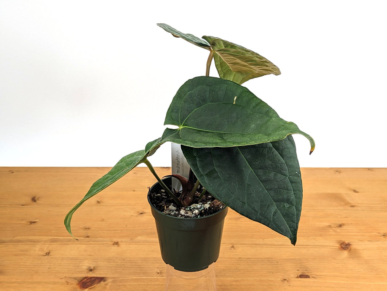 Anthurium Raven Soul (Crystallinum x Luxurians Hybrid Plant) in 4 inch pot