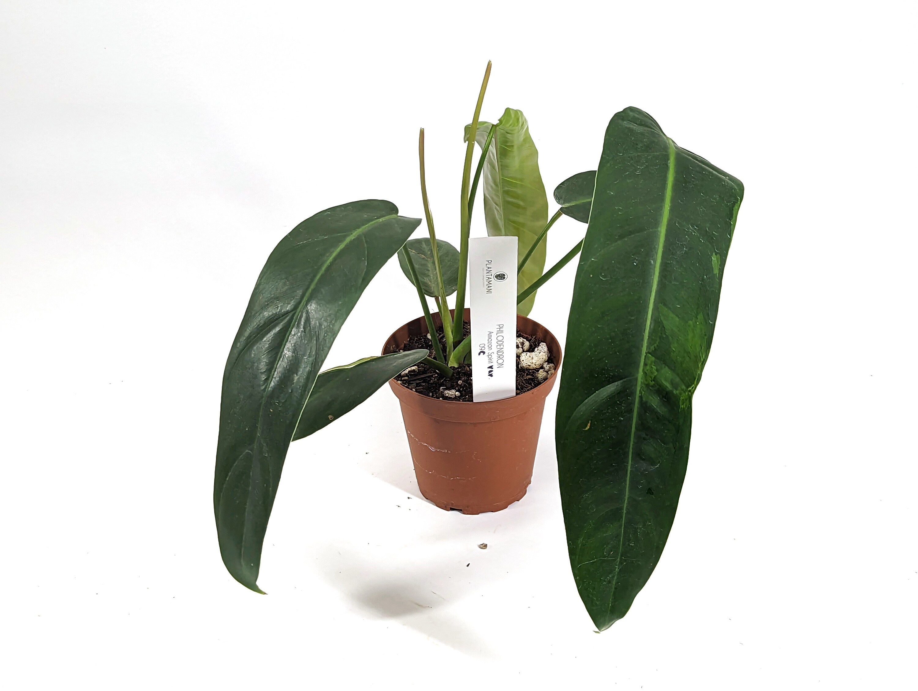Philodendron Amazon Variegated (Patriciae x Spiritus Sancti) in 4 inch pot