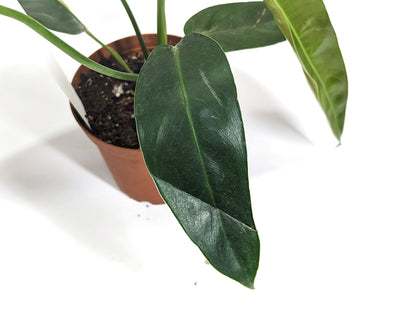 Philodendron Amazon Variegated (Patriciae x Spiritus Sancti) in 4 inch pot