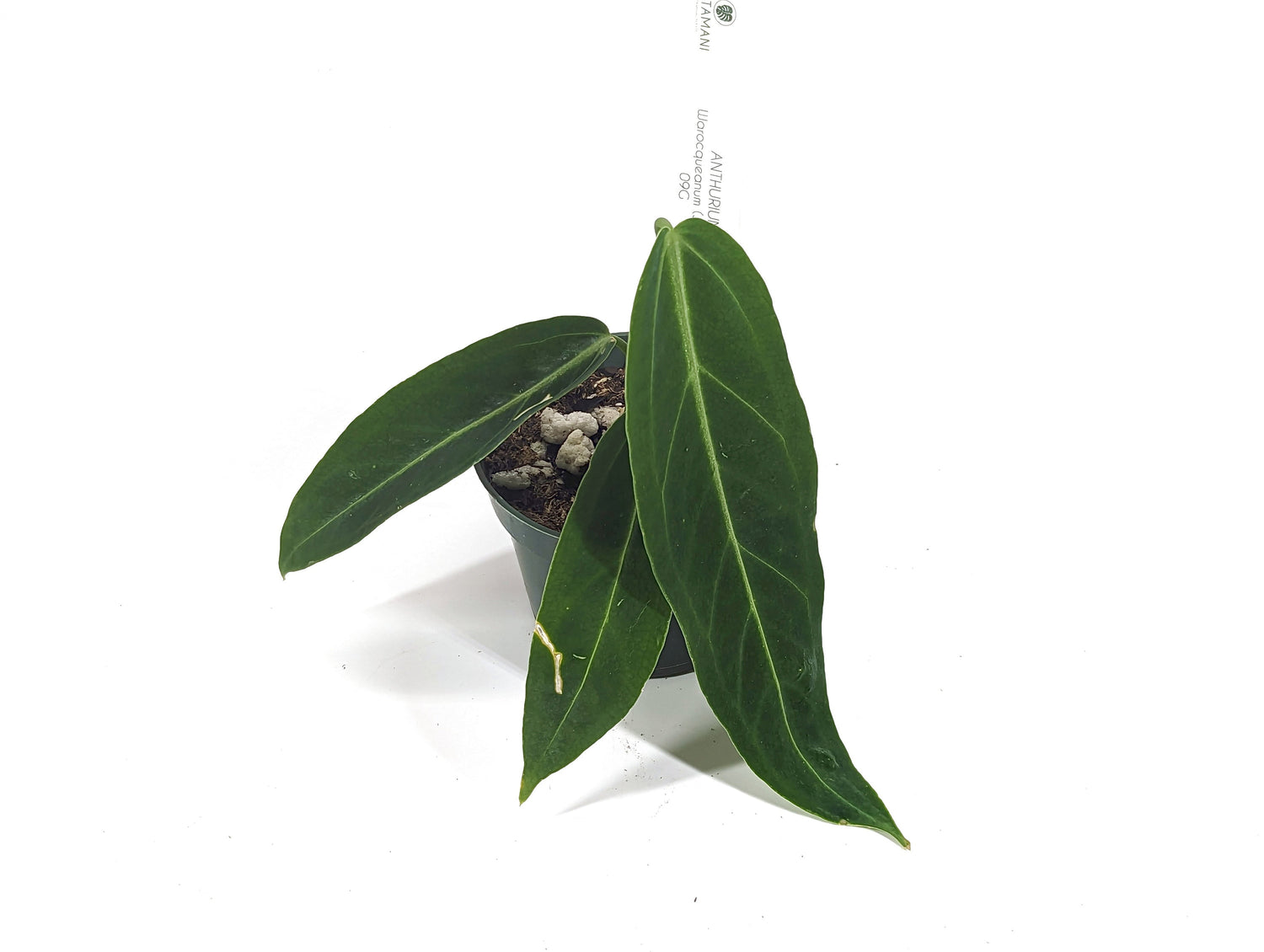 Queen Anthurium Warocqueanum Juvenile Plant With 3+ Leaves - Pick Your Exact Plant - Pictured w/Number In Pot
