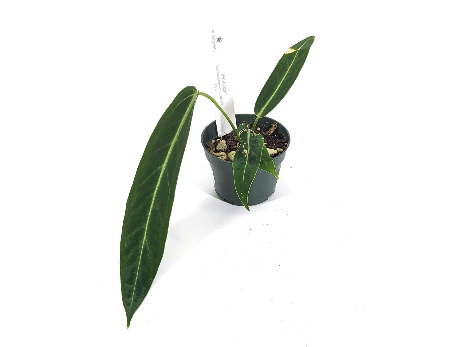 Queen Anthurium Warocqueanum Juvenile Plant With 3+ Leaves - Pick Your Exact Plant - Pictured w/Number In Pot