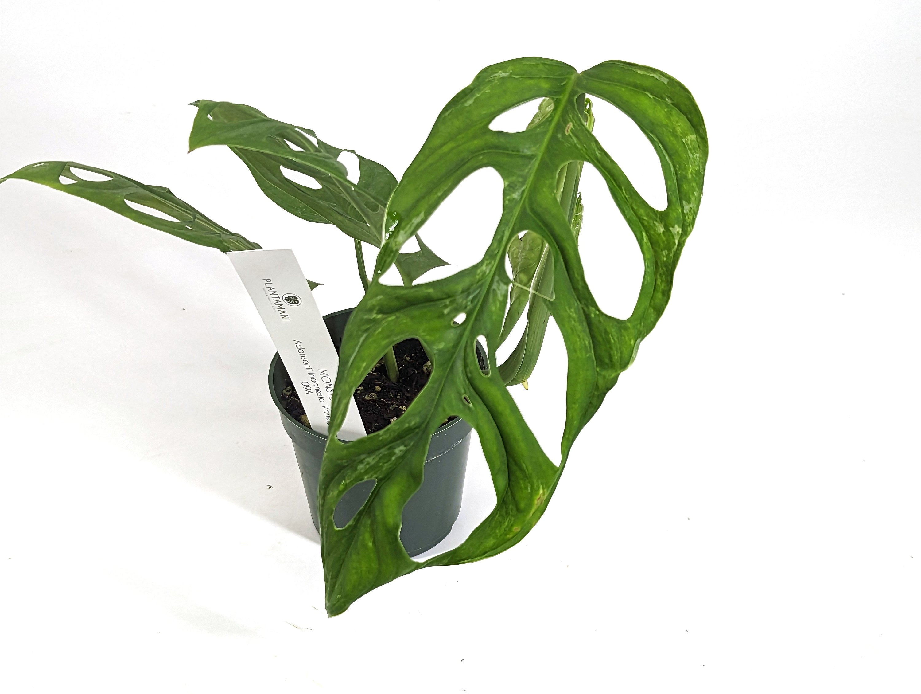 Monstera Indonesia Mint Adansonii - Exact Plant - 4 inch pot