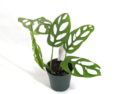 Monstera Indonesia Mint Adansonii - Exact Plant - 4 inch pot