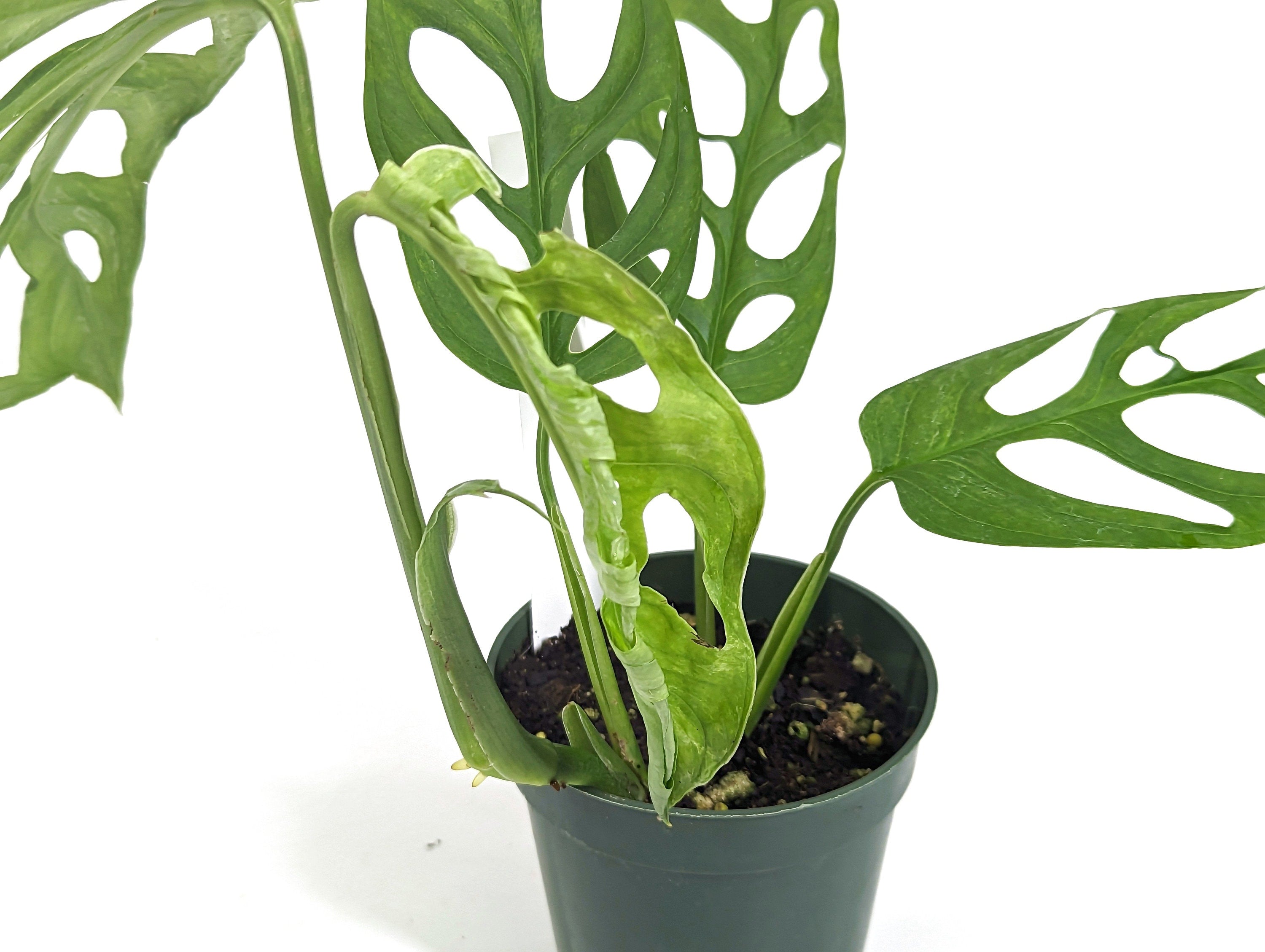 Monstera Indonesia Mint Adansonii - Exact Plant - 4 inch pot