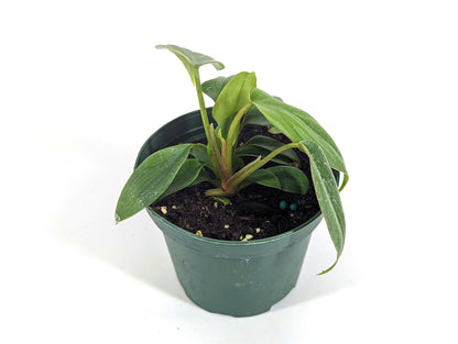 Philodendron Colombia in 3 Inch Pot - Starter Plant