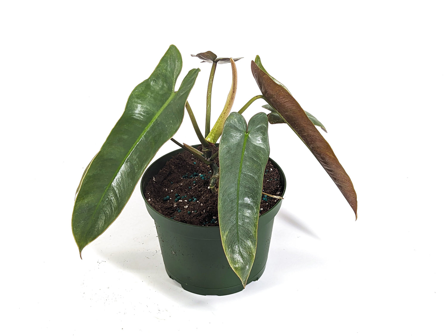 Philodendron atabapoense in 6 inch pot