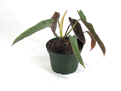 Philodendron atabapoense in 6 inch pot