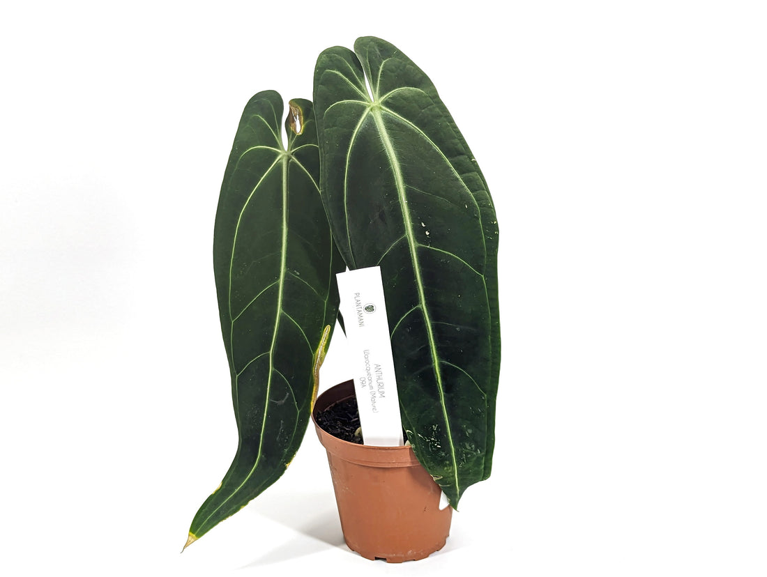 Queen Anthurium Warocqueanum Plant With 1 or 2 Mature Leaves - Pick Your Exact Plant - Pictured w/Number In Pot