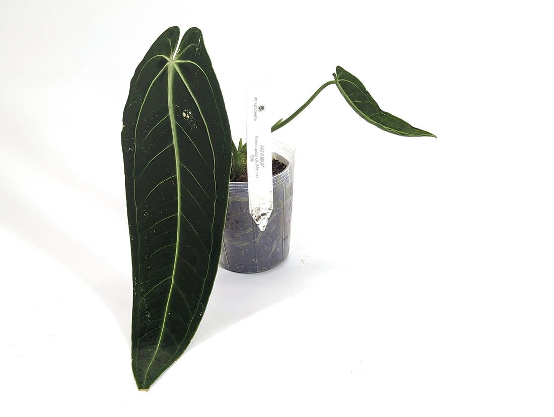 Queen Anthurium Warocqueanum Plant With 1 or 2 Mature Leaves - Pick Your Exact Plant - Pictured w/Number In Pot
