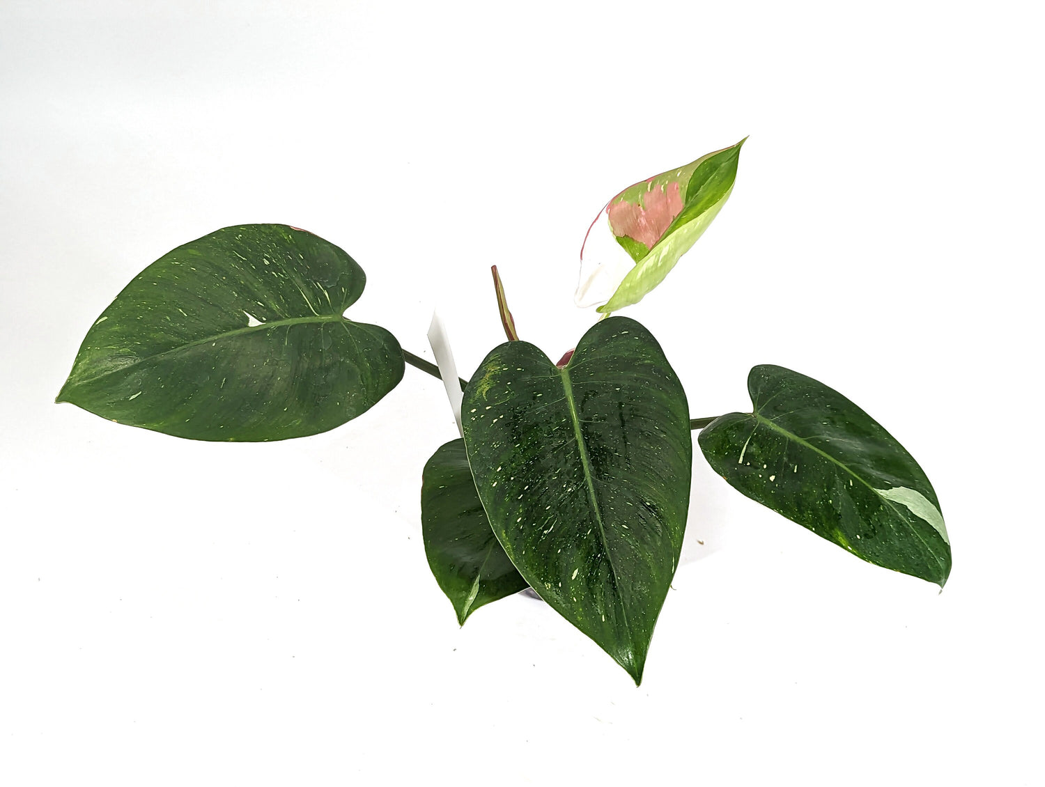 Tricolor Variegated White Princess Philodendron Exact Plant Pictured 