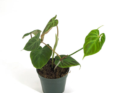 Variegated Verrucosum Philodendron 