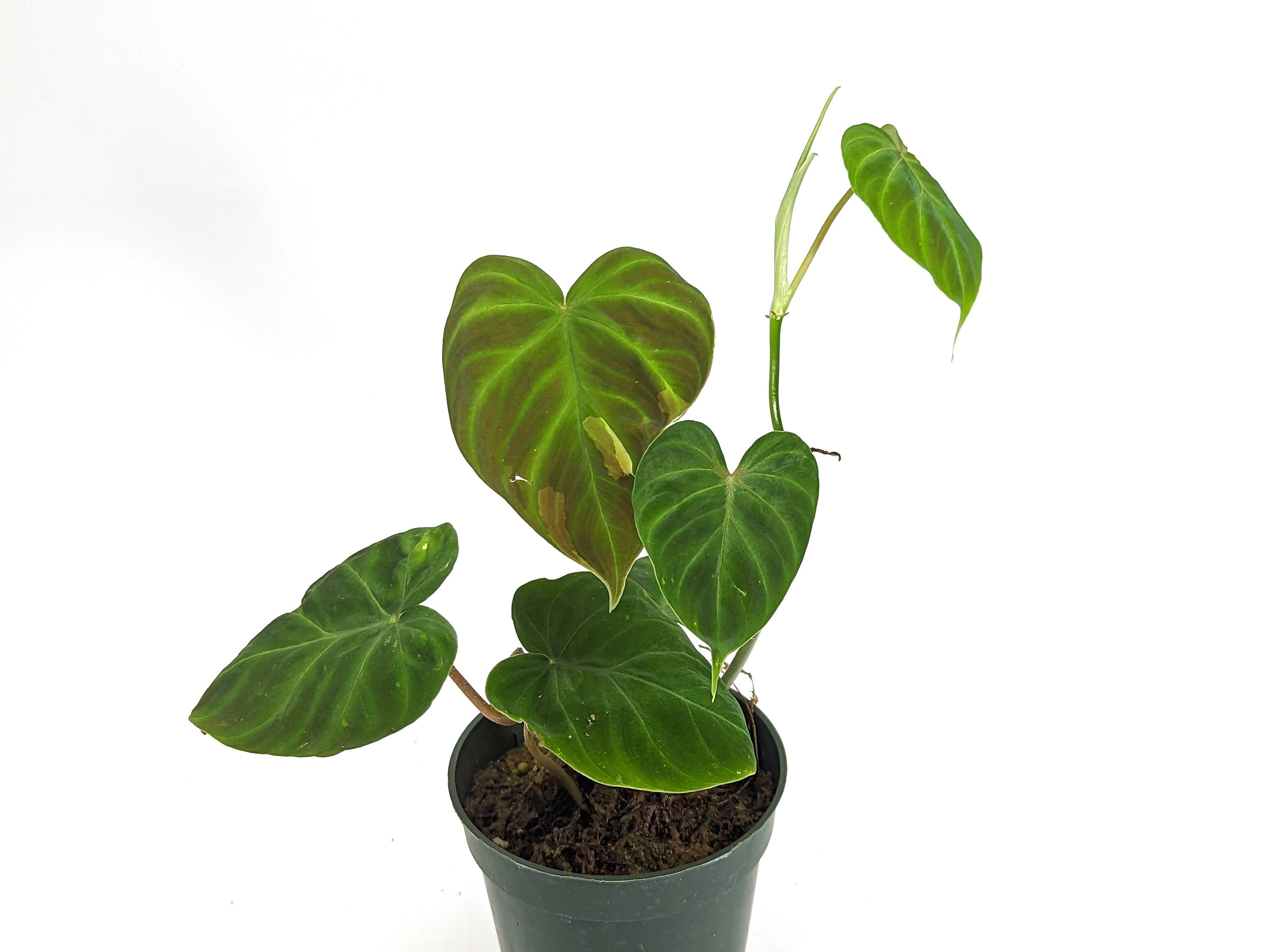 Variegated Verrucosum Philodendron 