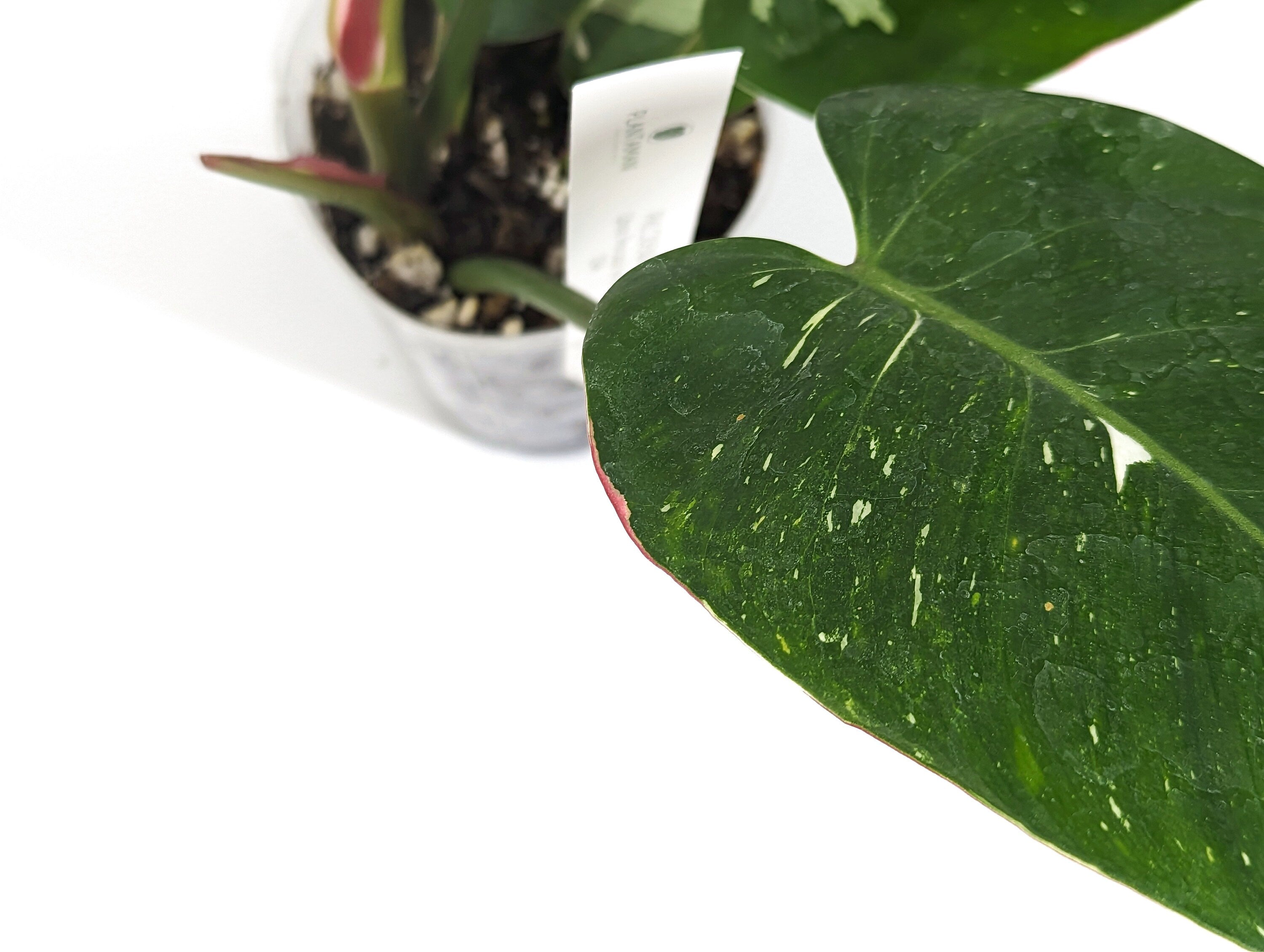 Tricolor Variegated White Princess Philodendron Exact Plant Pictured 