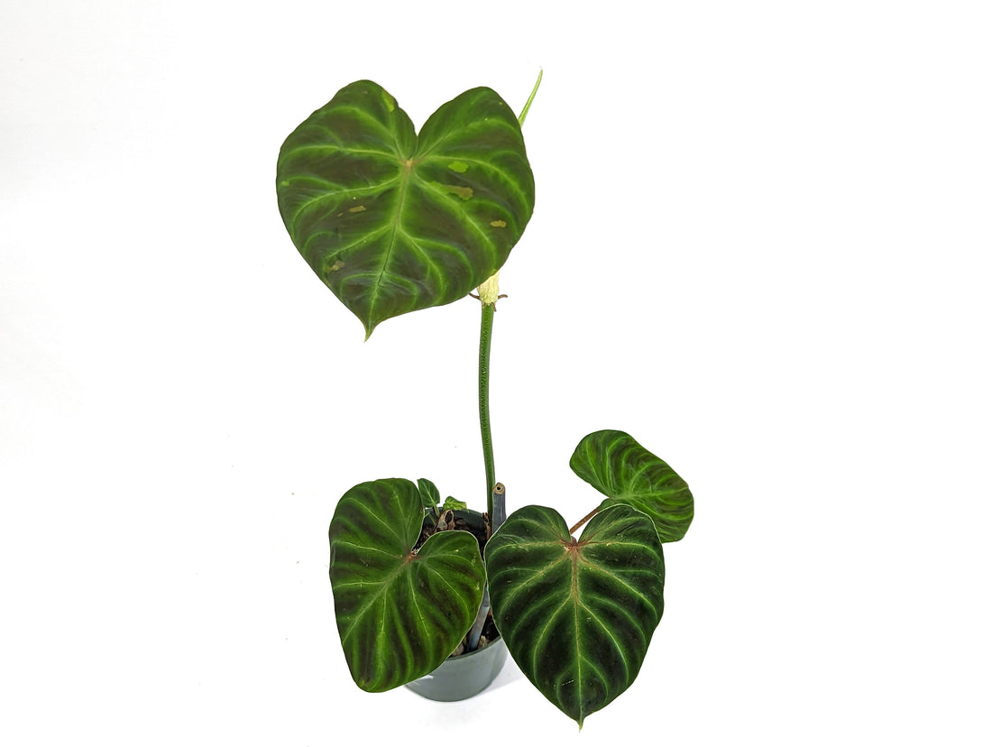 Variegated Philodendron Verrucosum 