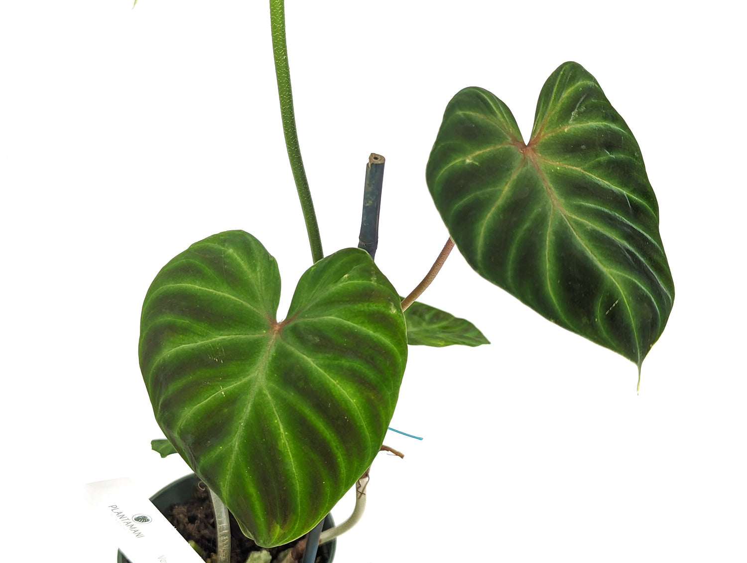 Variegated Philodendron Verrucosum 