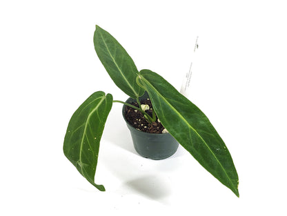 Queen Anthurium Warocqueanum Juvenile Plant With 3+ Leaves
