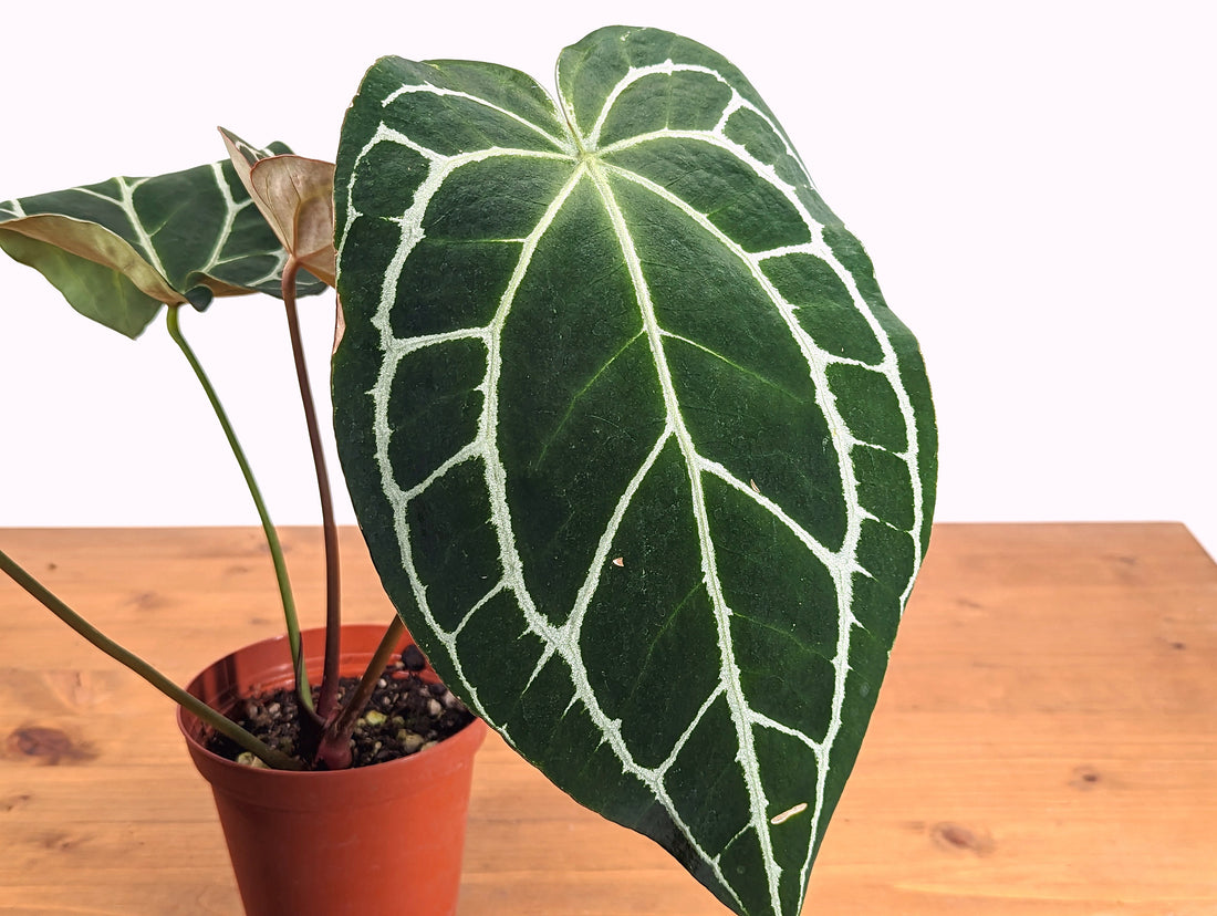 XL Crystallinum Anthurium Cyrstal | 4 inch pot