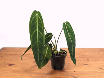 Mature Warocqueanum Anthurium Queen - 4 inch pot