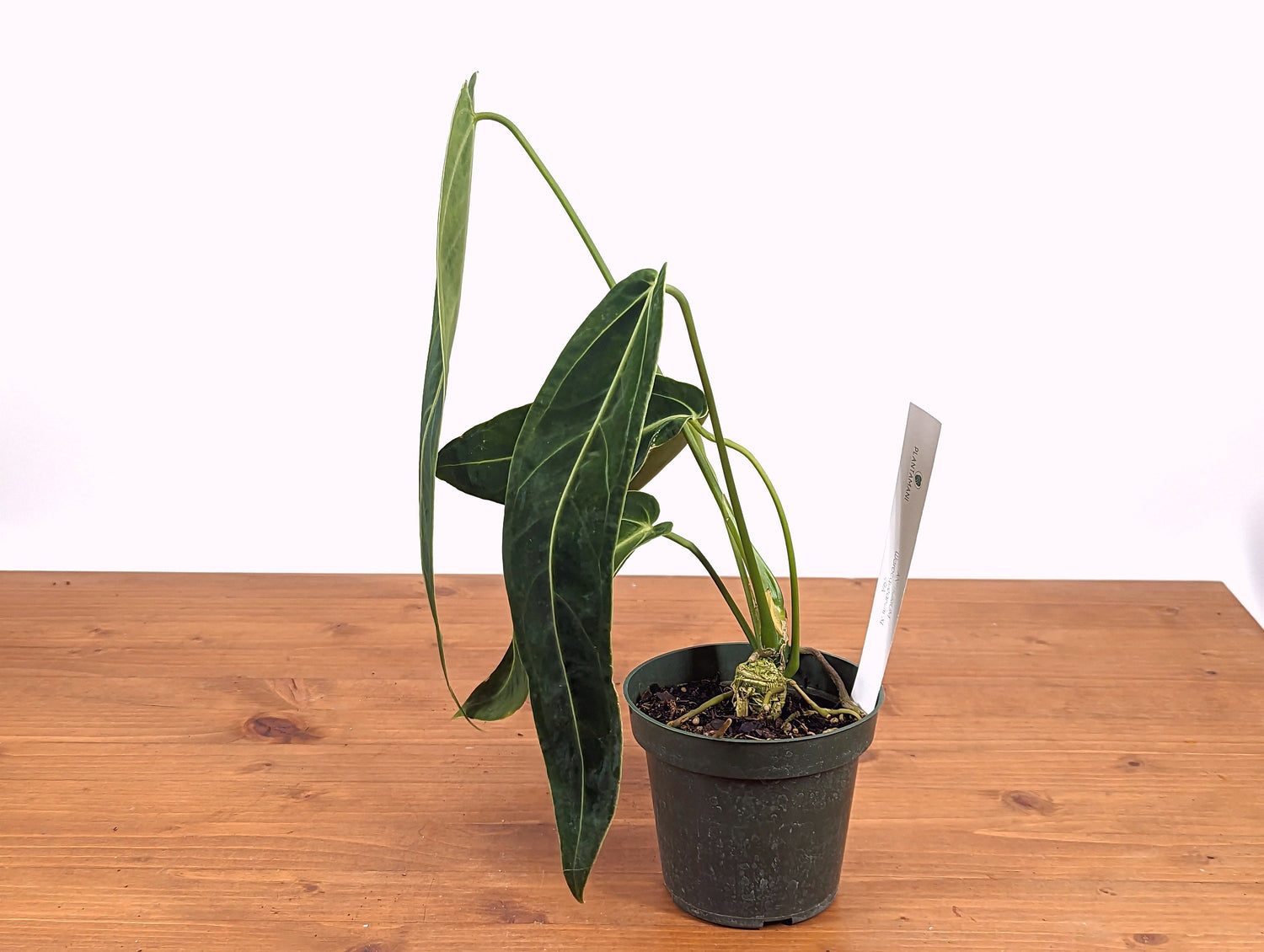 Mature Warocqueanum Anthurium Queen - 4 inch pot