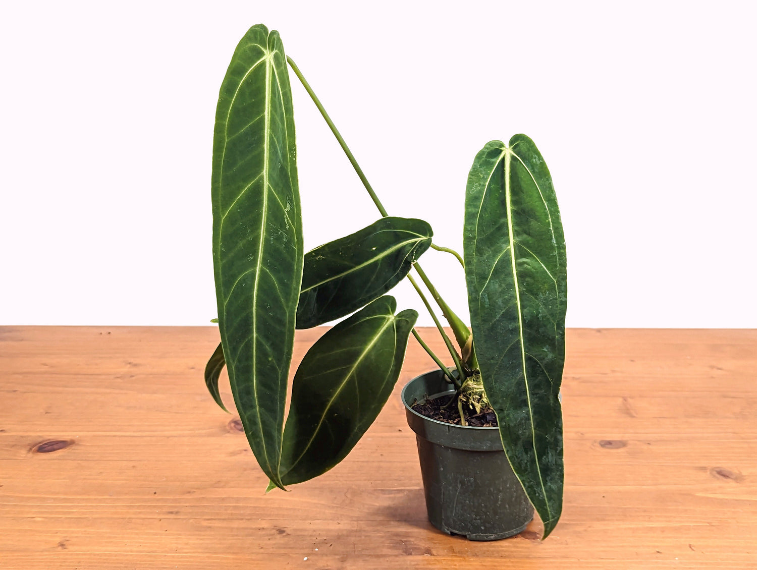 Mature Warocqueanum Anthurium Queen - 4 inch pot