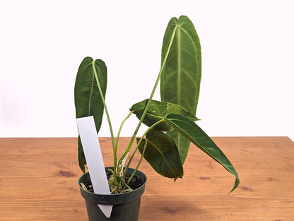 Mature Warocqueanum Anthurium Queen - 4 inch pot