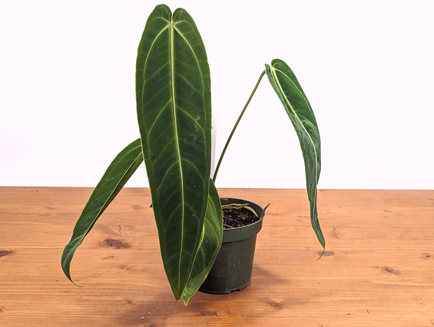 Mature Warocqueanum Anthurium Queen - 4 inch pot