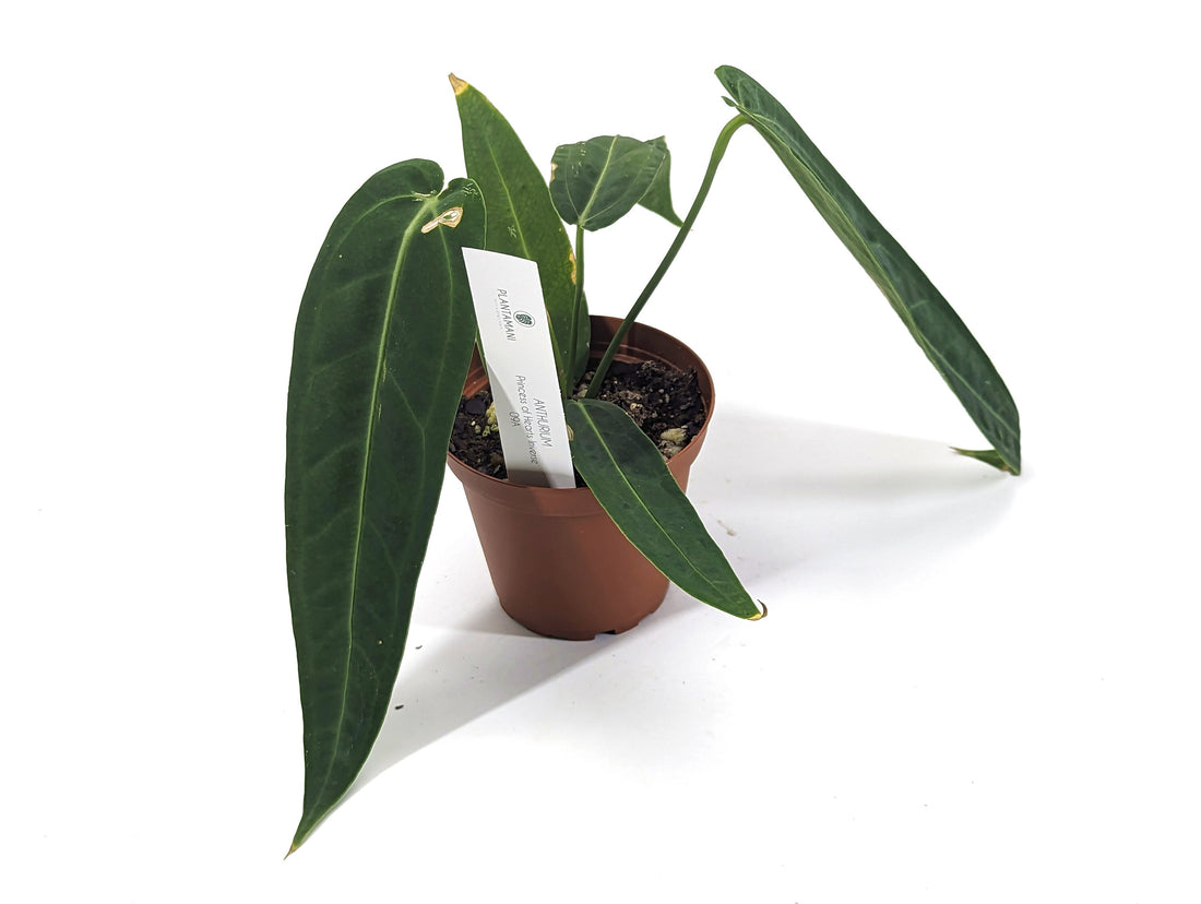 Anthurium Warocqueanum x Warocqueanum Esmeralda (Hybrid Princess of Hearts Inverse Crossing) - 4 inch pot