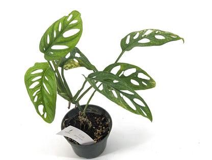 Monstera Adansonii Variegated Aurea in 4 inch pot - Exact Plant 