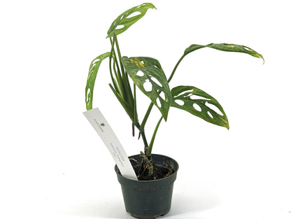 Monstera Adansonii Variegated Aurea in 4 inch pot - Exact Plant 