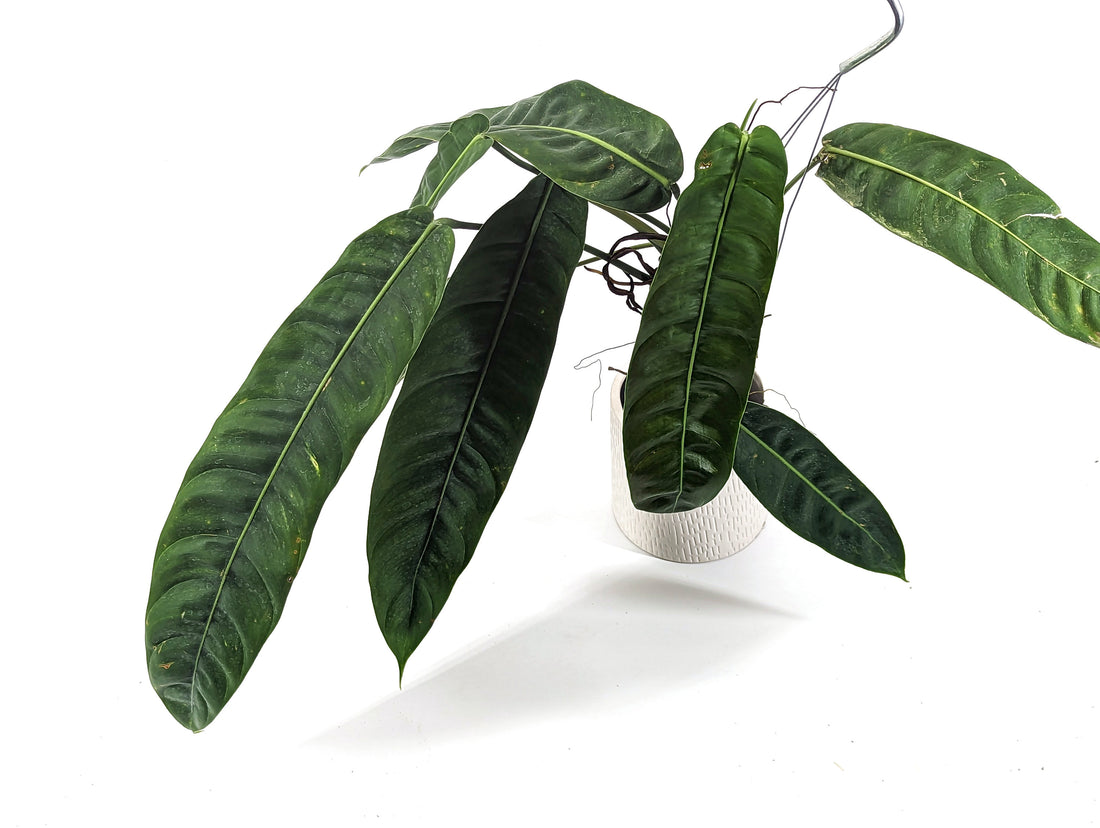 Philodendron Patriciae (Mature form - 8-14&quot; leaves) Hanging Basket