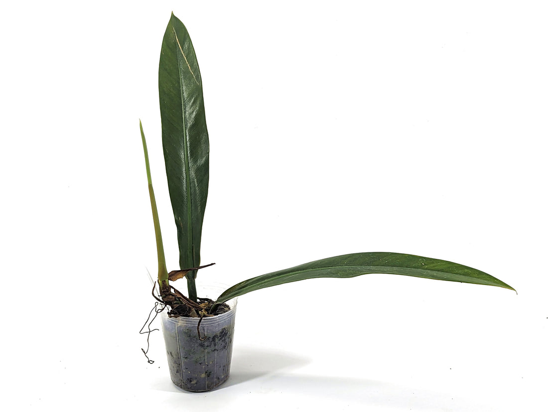 Philodendron Ruizii in 4 inch pot Exact Plant Pictured