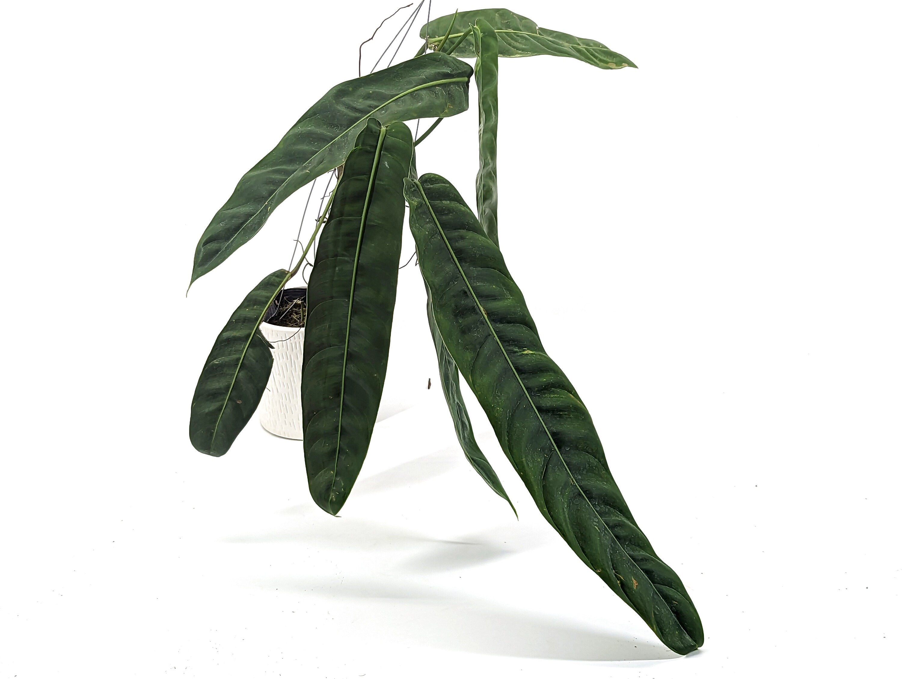 Philodendron Patriciae (Mature form - 8-14&quot; leaves) Hanging Basket