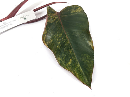 Strawberry Shake Philodendron Cuttings of Mature Leaves XL Size - Exact Pictured